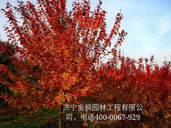 三、購買我們紅楓具體流程是怎么進行的？