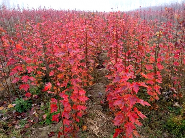 怎么讓美國(guó)紅楓修成優(yōu)美冠形