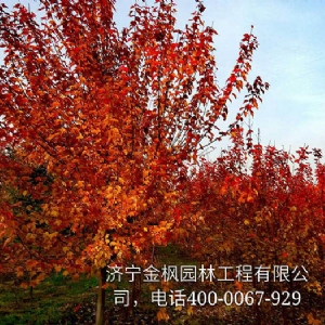 度好紅楓