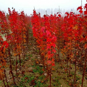 紅點紅楓